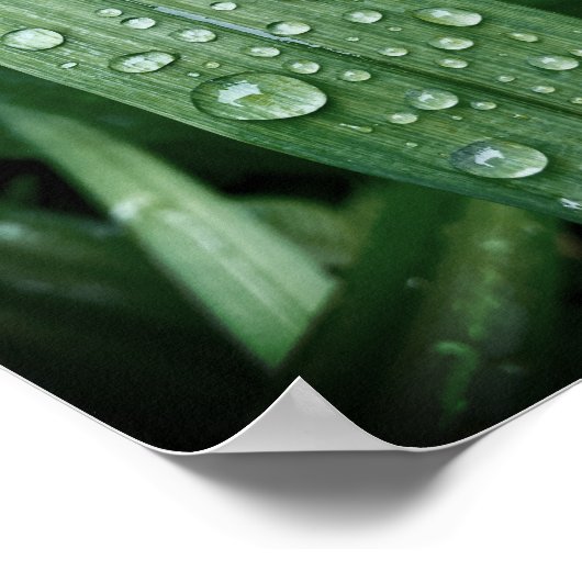 Siehe Regentropfen auf Blatt-Matte-Poster. Poster (Ecke)