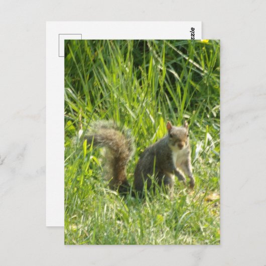Siehe You Eichhörnchen Postkarte (Vorne/Hinten)