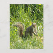 Siehe You Eichhörnchen Postkarte (Vorderseite)