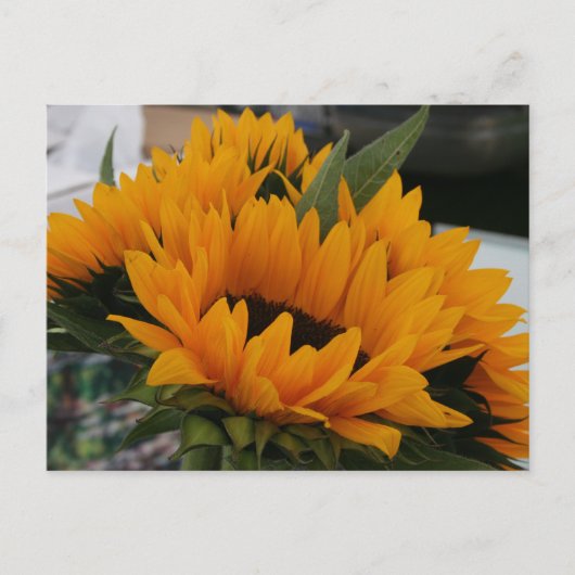 Sieht aus wie eine Sonnenblume Postkarte (Vorderseite)