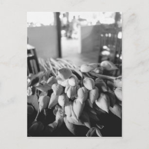 Siem Reap Kambodscha, Lotusblumen Postkarte