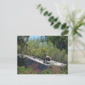 Sierra Bear Cub Postkarte (Stehend Vorderseite)