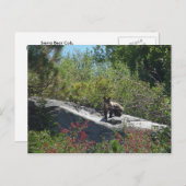 Sierra Bear Cub Postkarte (Vorne/Hinten)
