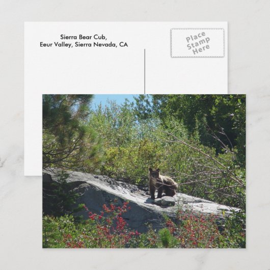 Sierra Bear Cub Postkarte (Vorne/Hinten)