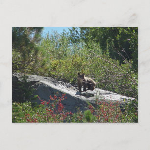 Sierra Bear Cub Postkarte