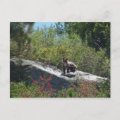 Sierra Bear Cub Postkarte (Vorderseite)