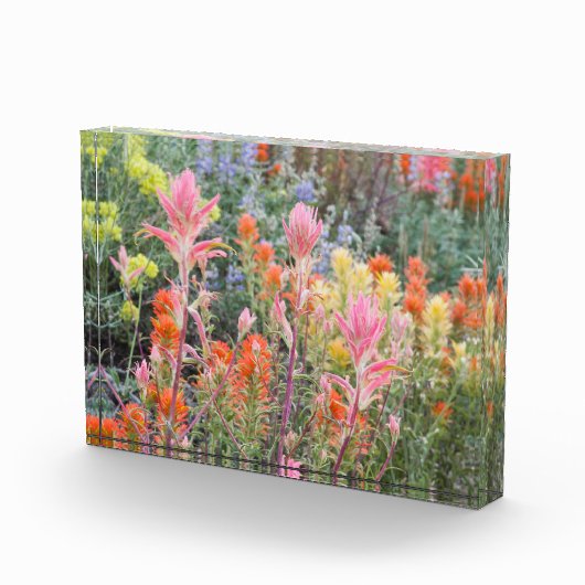 Sierra Buttermilch-Wildblumen Fotoblock (Rechts)