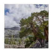 Sierra Juniper und Evergreen Bäume Fliese (Vorderseite)