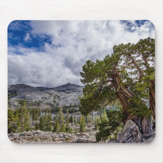 Sierra Juniper und Evergreen Bäume Mousepad (Vorne)