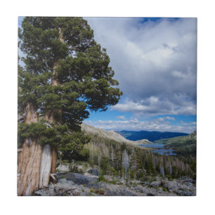 Sierra Juniper und Evergreen Trees 2 Fliese