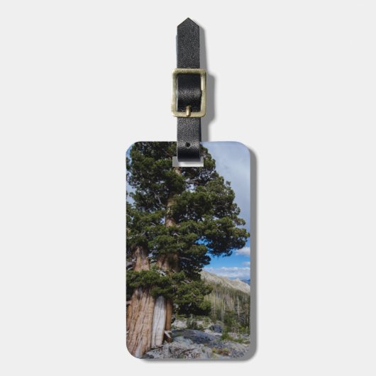 Sierra Juniper und Evergreen Trees 2 Gepäckanhänger (Vorderseite vertikal)