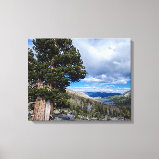 Sierra Juniper und Evergreen Trees 2 Leinwanddruck (Vorderseite)