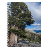 Sierra Juniper und Evergreen Trees 2 Notizblock (Vorderseite)