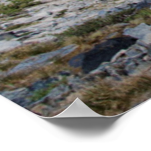 Sierra Juniper und Evergreen Trees 2 Poster (Ecke)