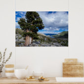 Sierra Juniper und Evergreen Trees 2 Poster (Küche)