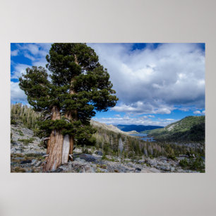 Sierra Juniper und Evergreen Trees 2 Poster