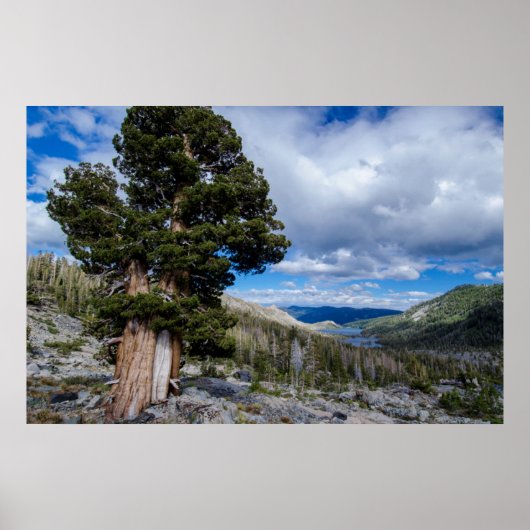Sierra Juniper und Evergreen Trees 2 Poster (Vorne)