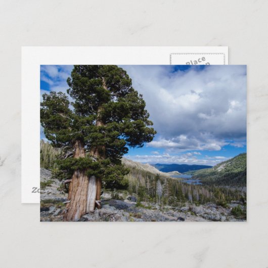 Sierra Juniper und Evergreen Trees 2 Postkarte (Vorne/Hinten)