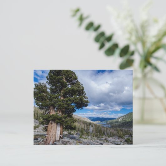 Sierra Juniper und Evergreen Trees 2 Postkarte (Stehend Vorderseite)