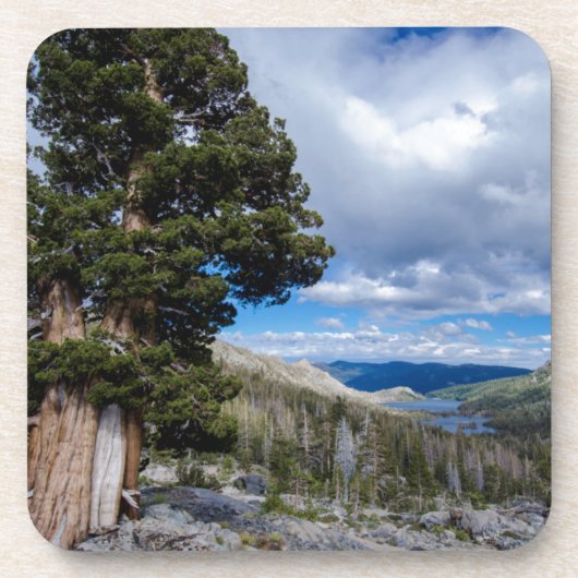 Sierra Juniper und Evergreen Trees 2 Untersetzer (Vorderseite)