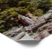 Sierra Juniper und Evergreen Trees Poster (Ecke)