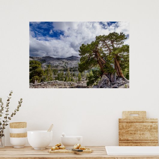 Sierra Juniper und Evergreen Trees Poster (Küche)