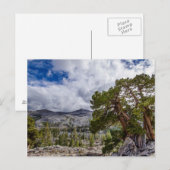 Sierra Juniper und Evergreen Trees Postkarte (Vorne/Hinten)