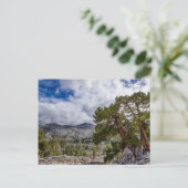 Sierra Juniper und Evergreen Trees Postkarte (Stehend Vorderseite)