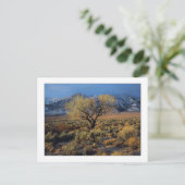 "Sierra Sunlit Tree" Postkarte (Stehend Vorderseite)