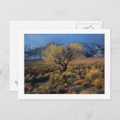 "Sierra Sunlit Tree" Postkarte (Vorne/Hinten)
