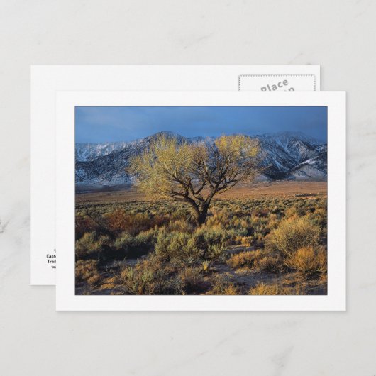 "Sierra Sunlit Tree" Postkarte (Vorne/Hinten)