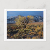 "Sierra Sunlit Tree" Postkarte (Vorderseite)