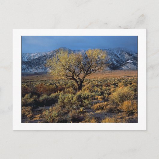 "Sierra Sunlit Tree" Postkarte (Vorderseite)