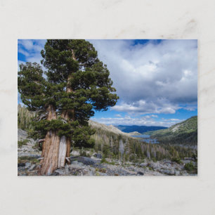 Sierra-Wacholder und immergrüne Bäume 2 Postkarte