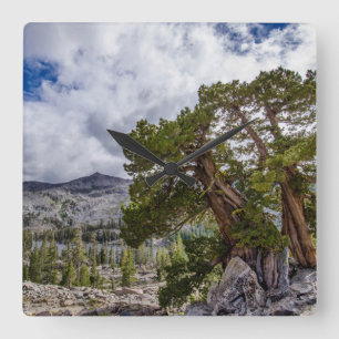Sierra-Wacholder und immergrüne Bäume Quadratische Wanduhr