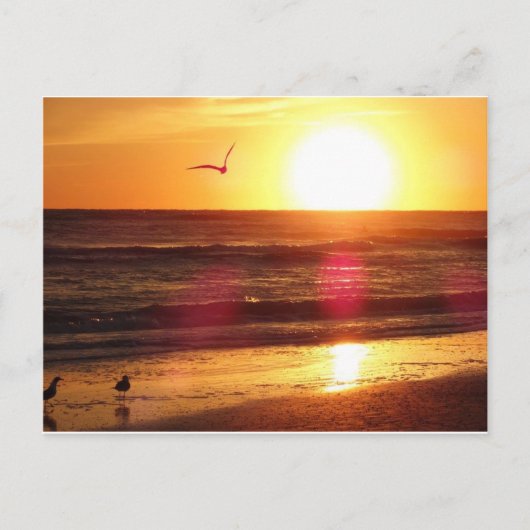 Siesta Key Beach Sunset Postkarte (Vorderseite)