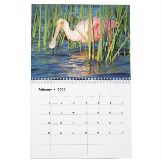 Siesta Key Birds - Kalender 2022 (Feb 2026)