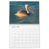 Siesta Key Birds - Kalender 2022 (Jan 2027)