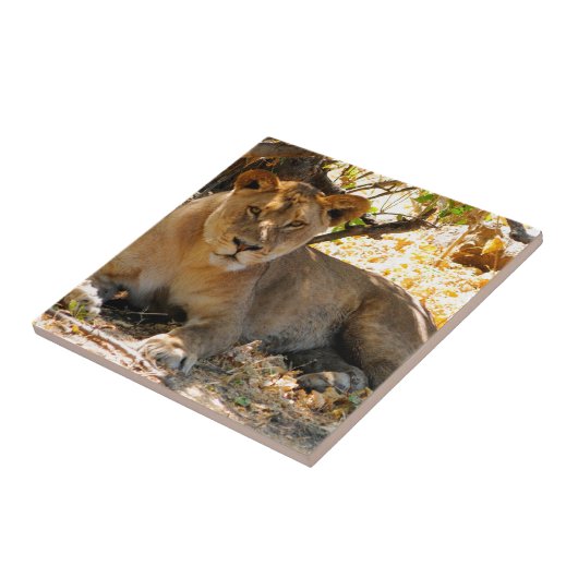 Siesta Time Fliese (Seite)