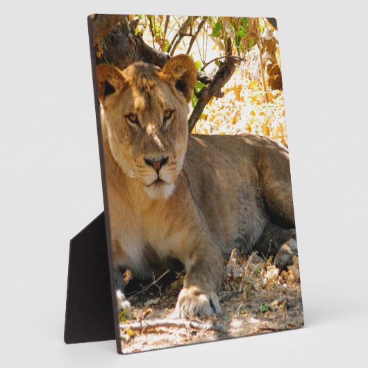 Siesta Time Fotoplatte (Seite)