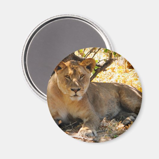 Siesta Time Magnet (Vorderseite/Rückseite)