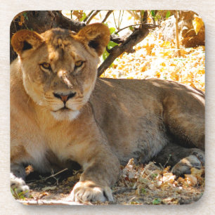 Siesta-Zeit Untersetzer