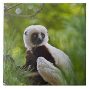 Sifaka des Coquerels im Wald 2 Fliese