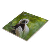 Sifaka des Coquerels im Wald 2 Fliese (Seite)