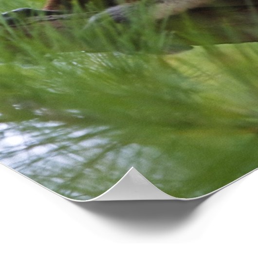 Sifaka des Coquerels im Wald 2 Poster (Ecke)