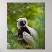 Sifaka des Coquerels im Wald 2 Poster (Vorne)