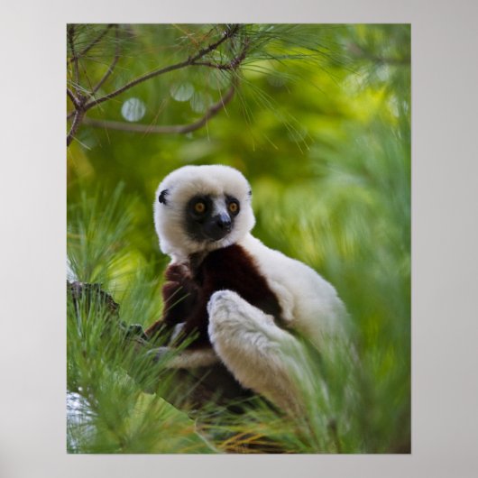 Sifaka des Coquerels im Wald 2 Poster (Vorne)