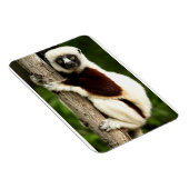 Sifaka Lemur im madagassischen Wald Magnet (Rechte Seite)