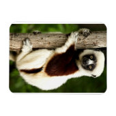 Sifaka Lemur im madagassischen Wald Magnet (Horizontal)