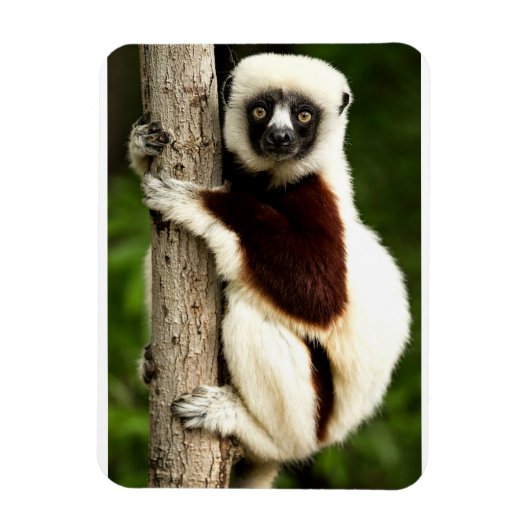Sifaka Lemur im madagassischen Wald Magnet (Vertikal)